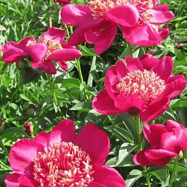 Пион травянистый Nippon Beauty