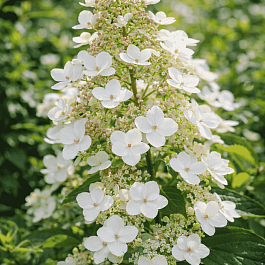 Гортензия метельчатая  Tardiva