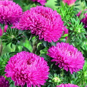 Астра Бьютифул Дэй Бриллиант Роуз