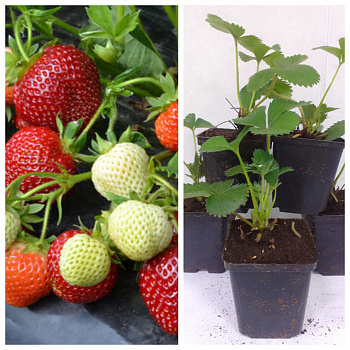 Земляника садовая Вивара НАБОР 5ШТ