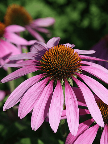 Эхинацея пурпурная