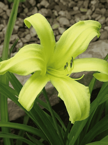 Лилейник Green Arrow