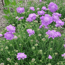 Скабиоза  голубиная Butterfly Blue