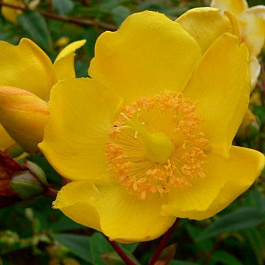 Зверобой непахучий Хидкот Зверобой непахучий Хидкот