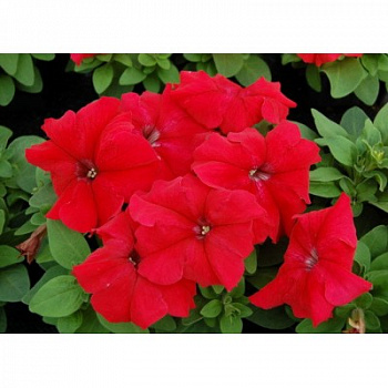 Петуния грандифлора Лимбо Джи Пи	Ред