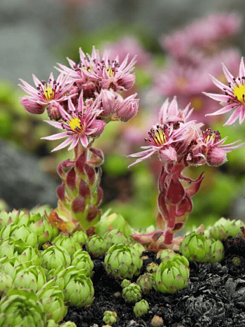 Молодило Крупноцветковое