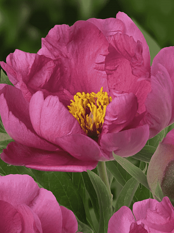 Пион ИТО Pink Ardour