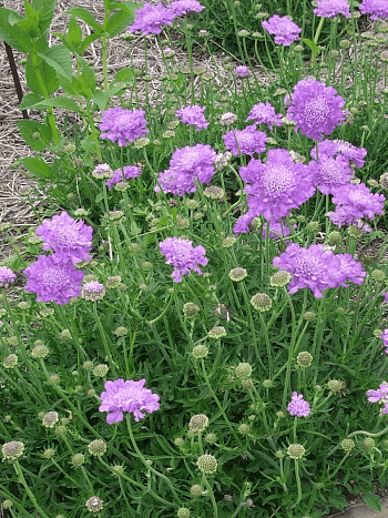 Скабиоза  голубиная Butterfly Blue