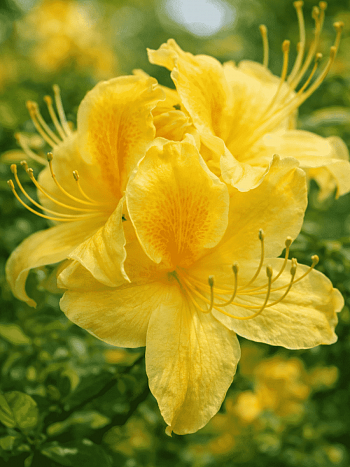 Азалия гибридная Golden Sunset