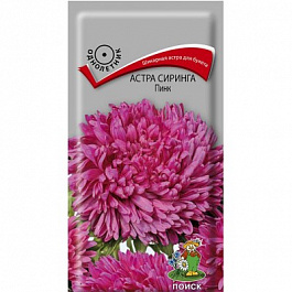 Астра Сиринга Пинк
