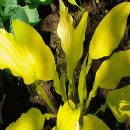 Хоста Lipstick Kiss