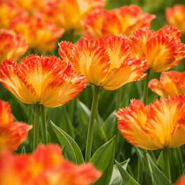 Тюльпан попугайный Carribean Parrot