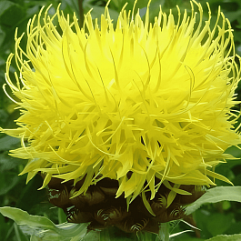 Василек крупноголовый Deep Yellow