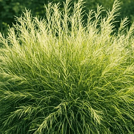 Ива розмаринолистная