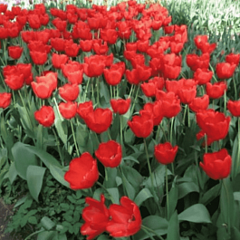 Тюльпан триумф Ile de France