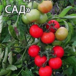 Томат (Помидор) обыкновенный Детский сад F1
