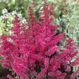 Астильба курчавая Мулен Руж