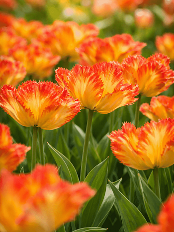 Тюльпан попугайный Carribean Parrot