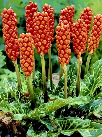 Аронник Мarmoratum