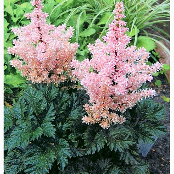 Астильба курчавая Лилипут