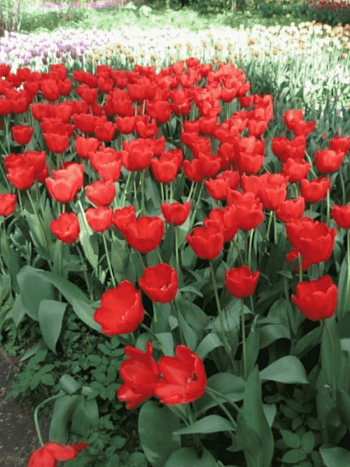 Тюльпан триумф Ile de France