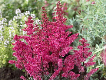 Астильба курчавая Мулен Руж
