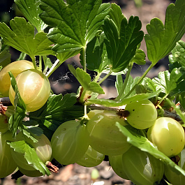 Крыжовник Hinnonmaki Green
