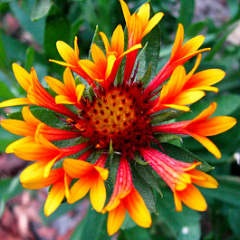 Гайллардия гибридная Фэнфейр