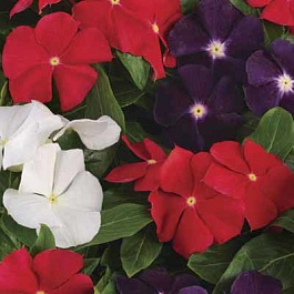 Катарантус Джемс энд Джеллис Американ Пай Микс