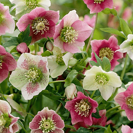 Морозник восточный Mix