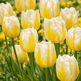 Тюльпан триумф Flaming Coquette