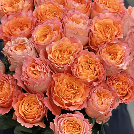 Роза флорибунда  Free Spirit