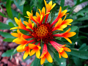 Гайллардия гибридная Фэнфейр