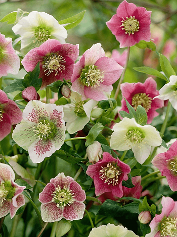 Морозник восточный Mix