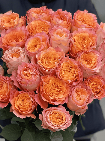 Роза флорибунда  Free Spirit