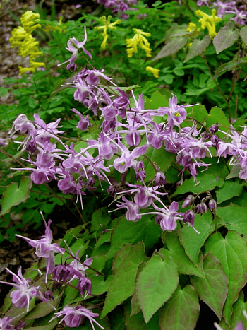 Горянка крупноцветковая Lilafee