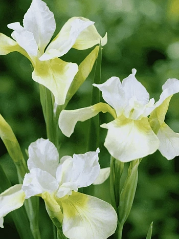 Ирис сибирский Moon Silk