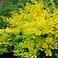 Барбарис Тунберга Golden Carpet