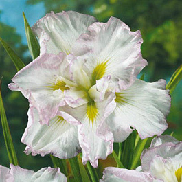 Ирис японский Леди ин Вейтинг