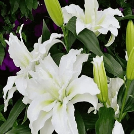 Лилия Roselily Esra