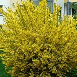 Форзиция промежуточная Goldzauber