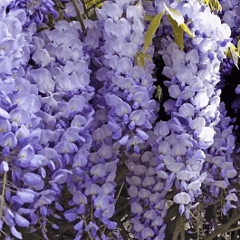Глициния китайская Prolific