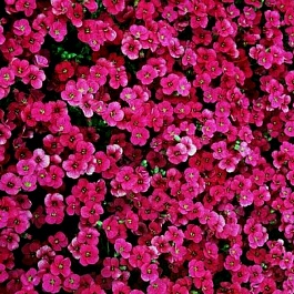 Аубриета (Обриета) дельтовидная Florado rose red