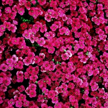 Аубриета (Обриета) дельтовидная Florado rose red
