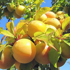 Слива Желтая самоплодная