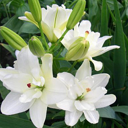 Лилия азиатская махровая Аннемарис Дрим