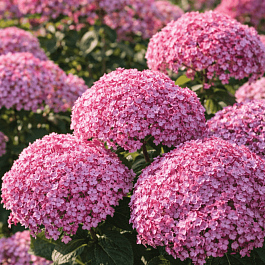 Гортензия древовидная Candybelle Bubblegum