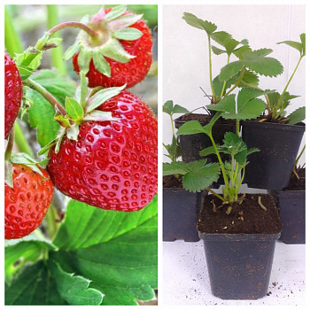 Земляника садовая Зенга Зенгана НАБОР 5ШТ