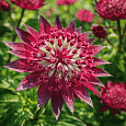 Астранция большая Fokker Red