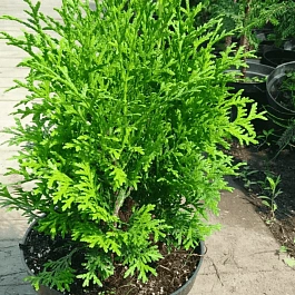 Туя западная Huebner